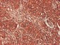 PSMA7 Antibody (monoclonal) (M01)